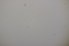 Sphaerulina cornicola