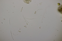 Sphaerulina cornicola