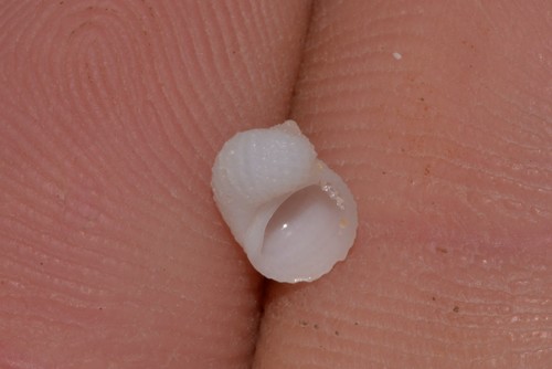 Vanikoro cancellata observed 2020-09-28