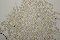 Pucciniastrum epilobii