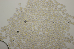 Pucciniastrum epilobii