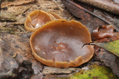 Peziza varia