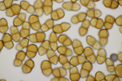 Puccinia pulverulenta