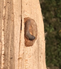 Pseudoclavellaria amerinae