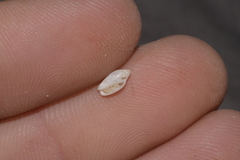 Austroginella translucida