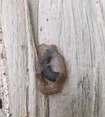 Pseudoclavellaria amerinae