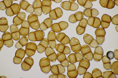 Puccinia pulverulenta