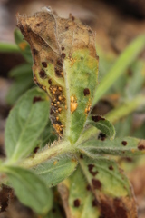 Puccinia pulverulenta