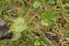 Puccinia arenariae
