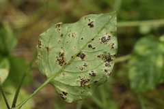 Puccinia arenariae