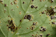 Puccinia arenariae