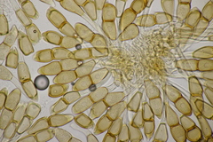 Puccinia arenariae