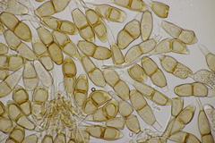 Puccinia arenariae