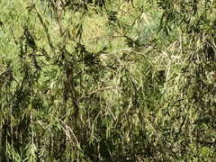 Melaleuca paludicola