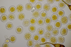 Puccinia coronata
