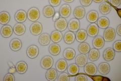 Puccinia coronata