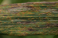 Puccinia coronata
