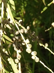 Melaleuca paludicola