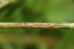 Puccinia graminis