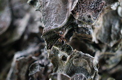 Dolichoderus sibiricus