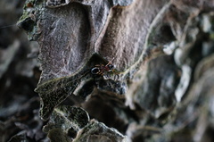 Dolichoderus sibiricus