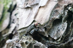 Dolichoderus sibiricus