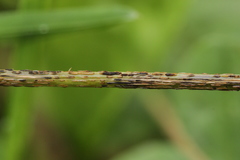 Puccinia graminis