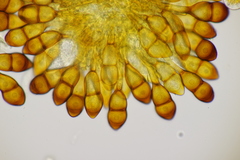 Puccinia graminis