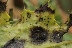 Puccinia laschii