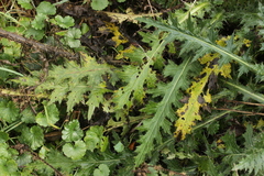 Puccinia laschii