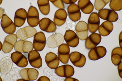 Puccinia laschii