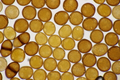 Puccinia laschii