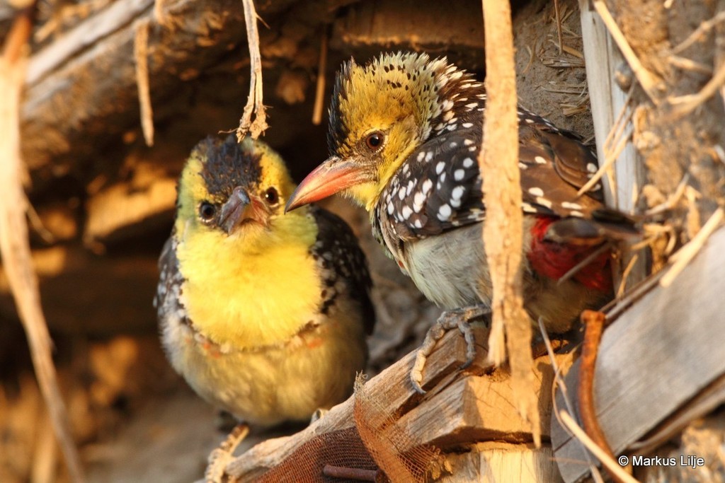 Yellow-breasted Barbet photo