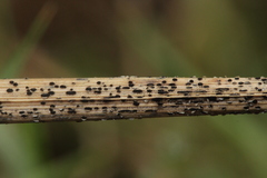 Puccinia graminis