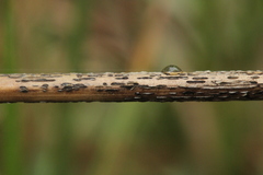 Puccinia graminis