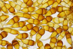 Puccinia graminis