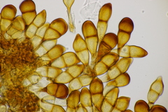 Puccinia graminis