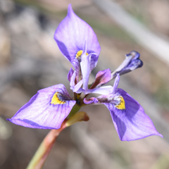 Moraea algoensis