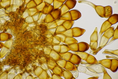 Puccinia graminis