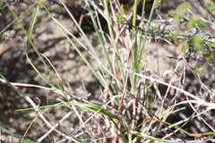 Moraea algoensis