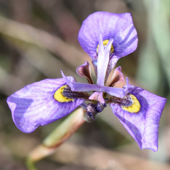 Moraea algoensis