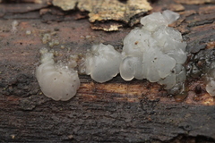 Exidia candida