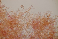 Exidia candida