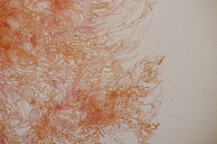 Exidia candida