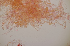 Exidia candida