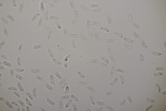 Exidia candida