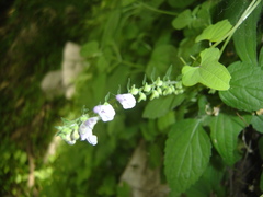 Scutellaria pekinensis