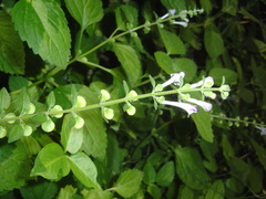 Scutellaria pekinensis