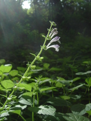 Scutellaria pekinensis