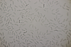 Exidia candida